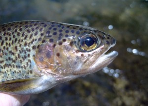 Star Creek Ranch Steelhead